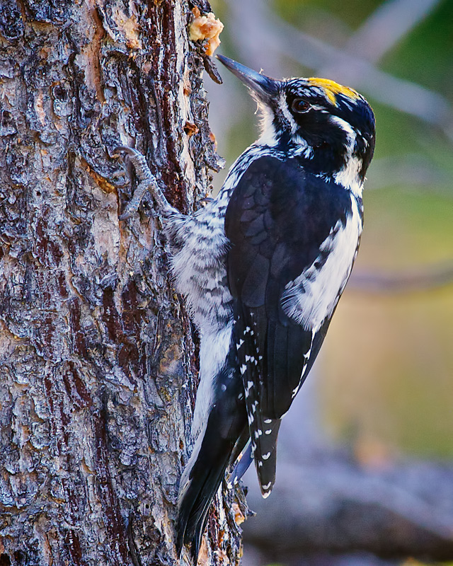 Three-toed Woodpecker, male
