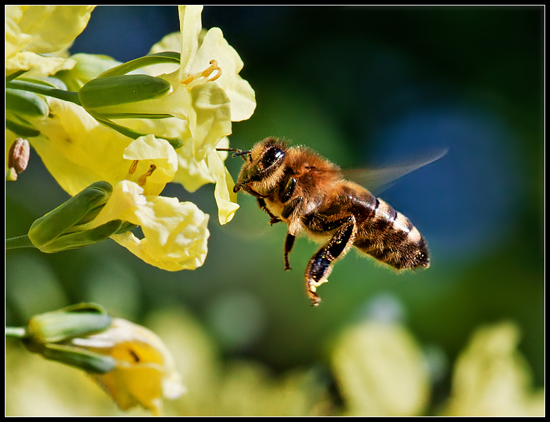 Busy as a bee