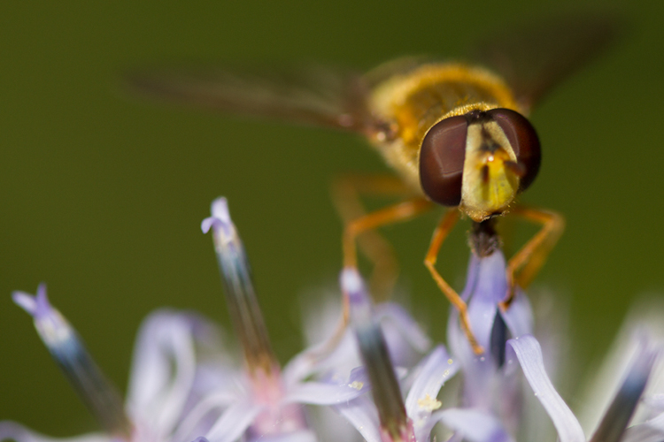 Hoverfly