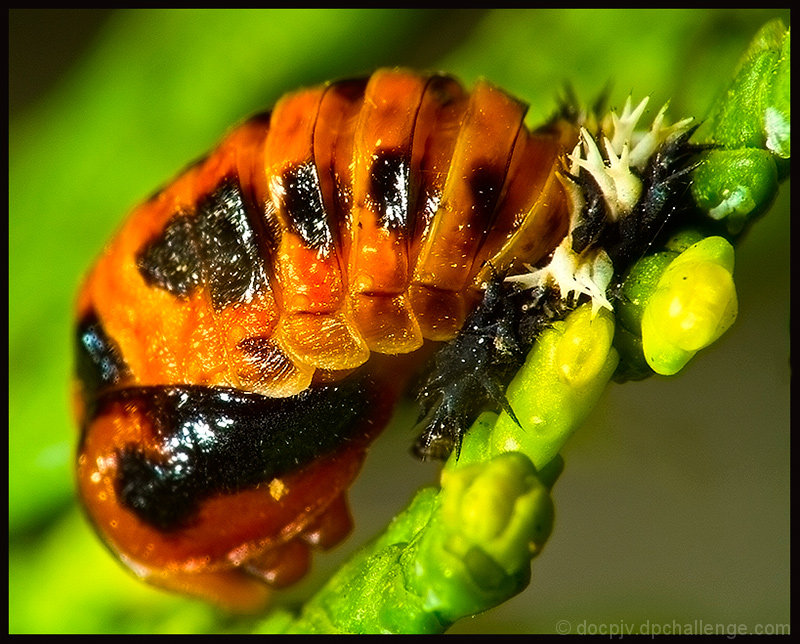 Birth of a Ladybird. 