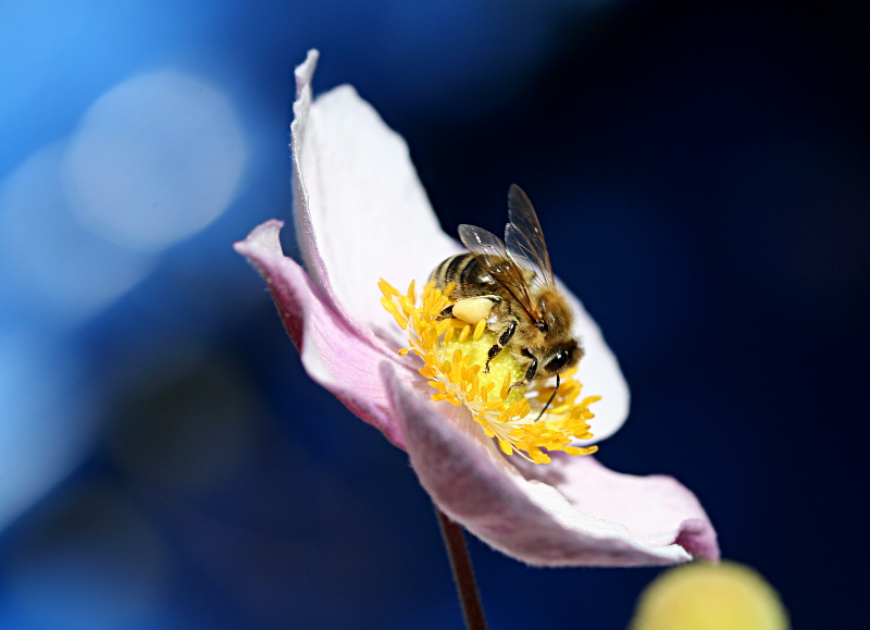 Flower with Bee