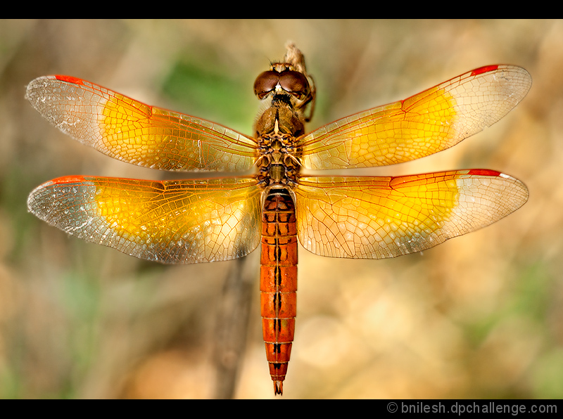 Yellow-winged darter