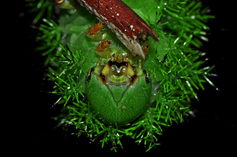 Feed Me!