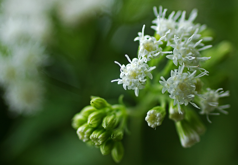 Teeny Tiny Flowers