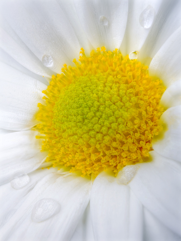 A Delicate Beauty