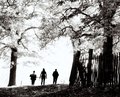 Leaving the woods