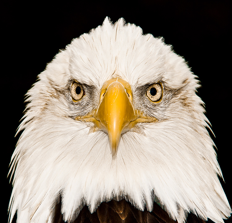 Eagle Eyes