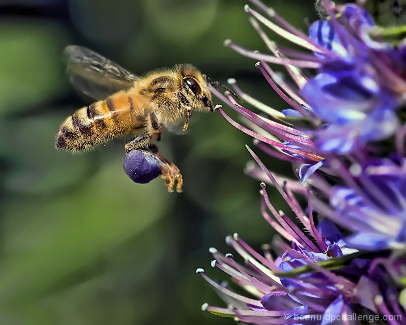 "Who said pollen was meant to be yellow?"