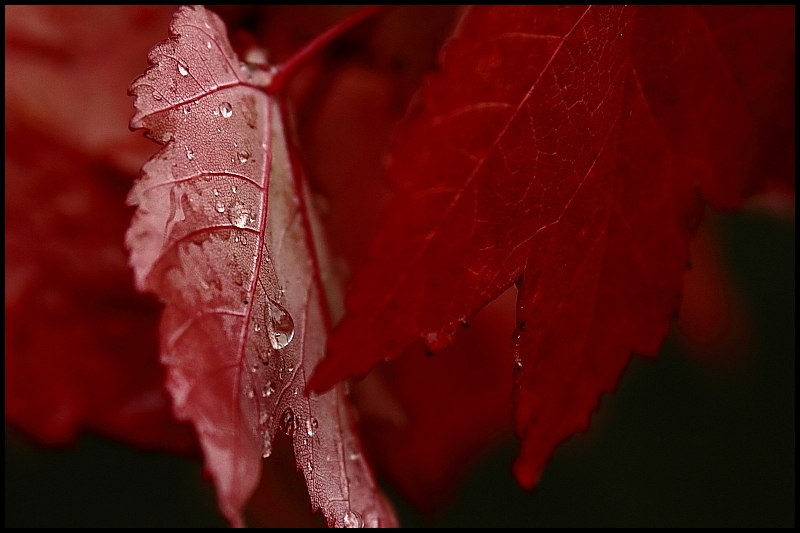 Autumn Rain