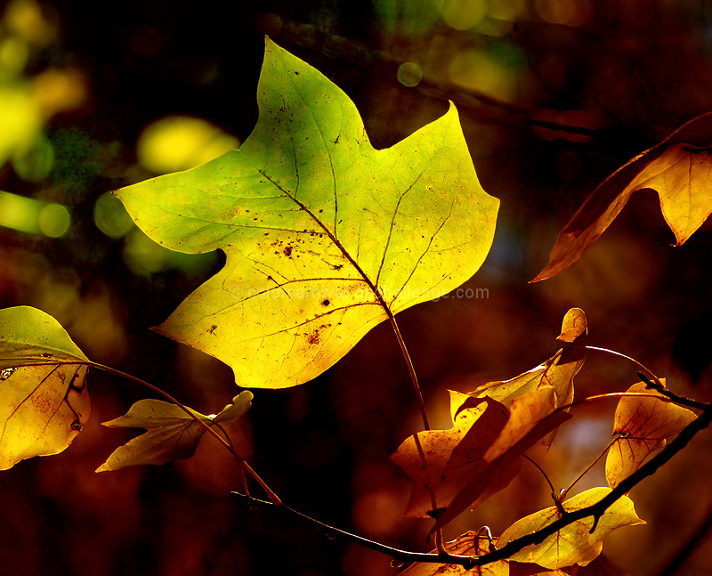 Autumn Light Show