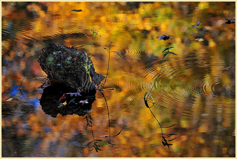 Ripples of Autumn