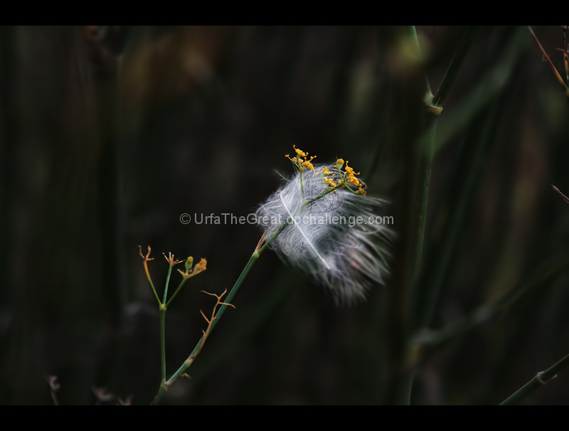 Feather Found