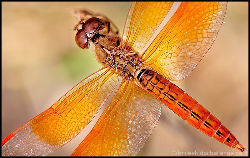 Beauty of the wings