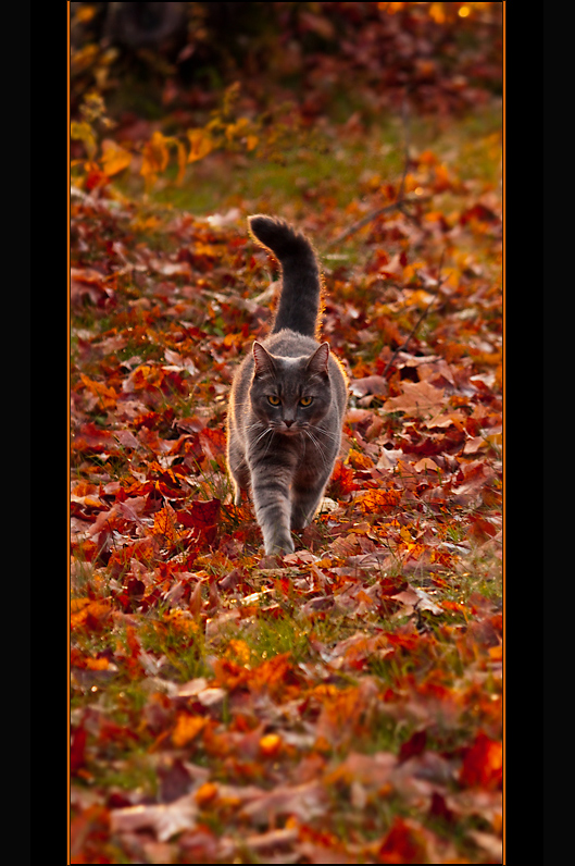 Autumn Meowuse