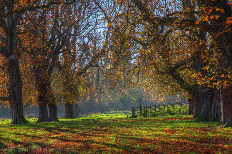 Last of the Autumn Leaves