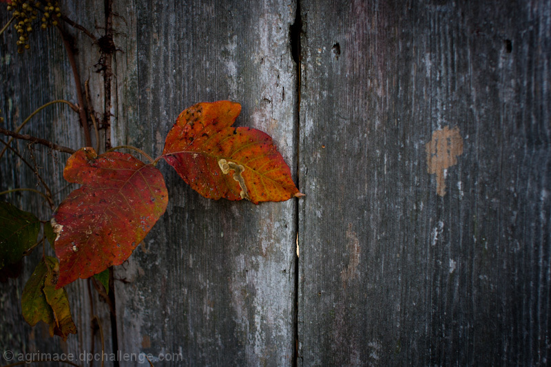 Two Leaves