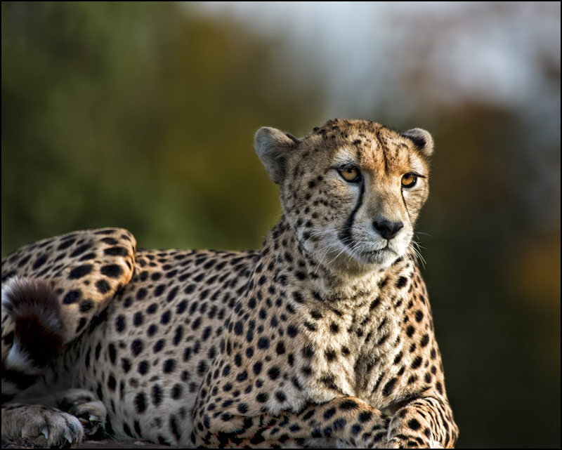 Portrait of a Big Cat