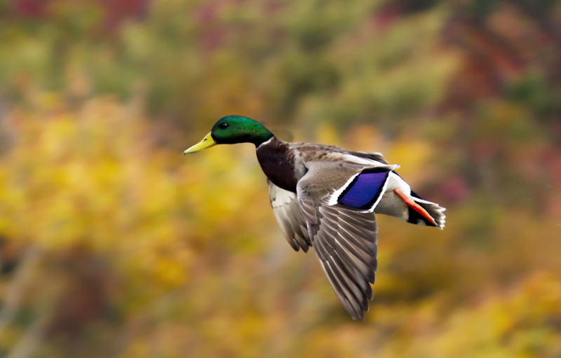 Mallard in the Moment