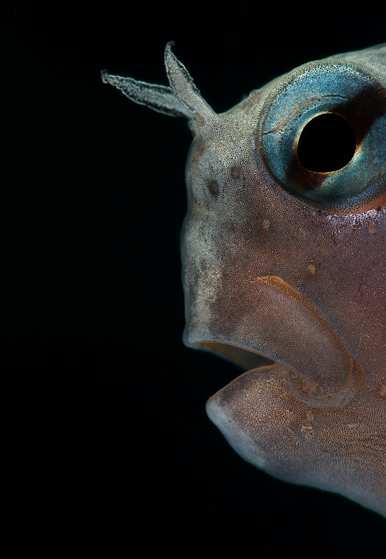 Mr.Blenny