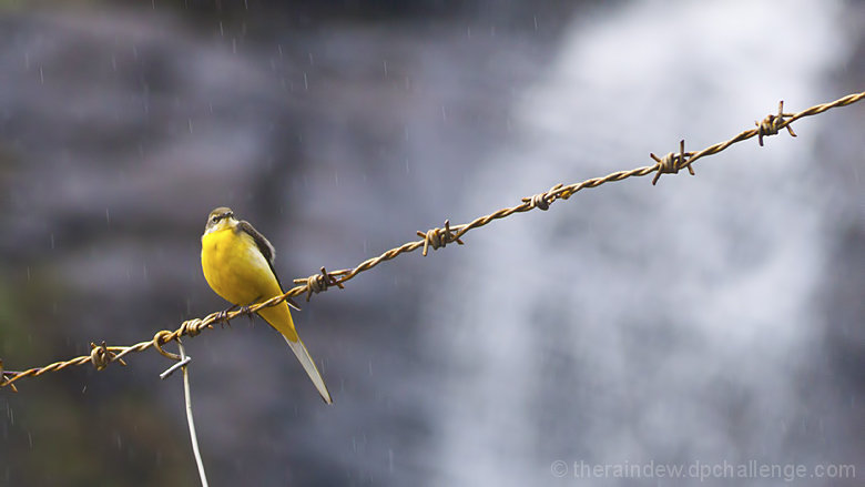 Over the Barbed Fence