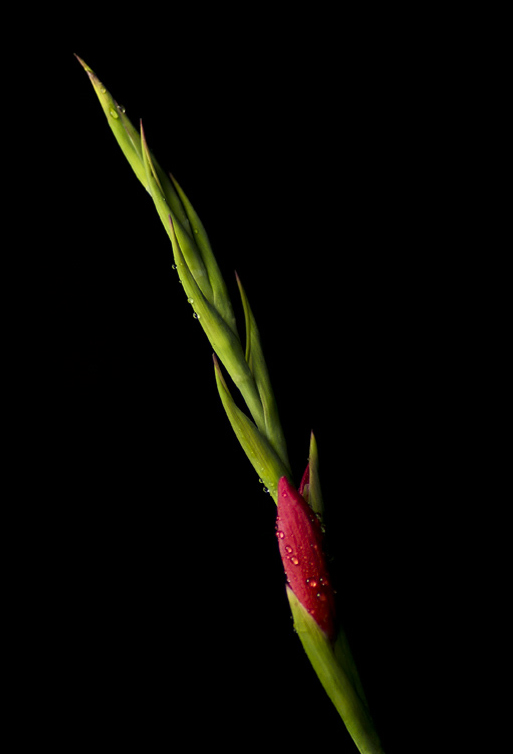 Gladioli shapes