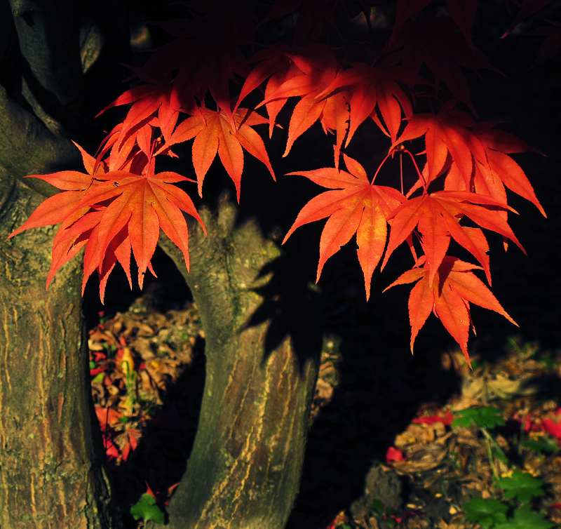 The redness of the fall