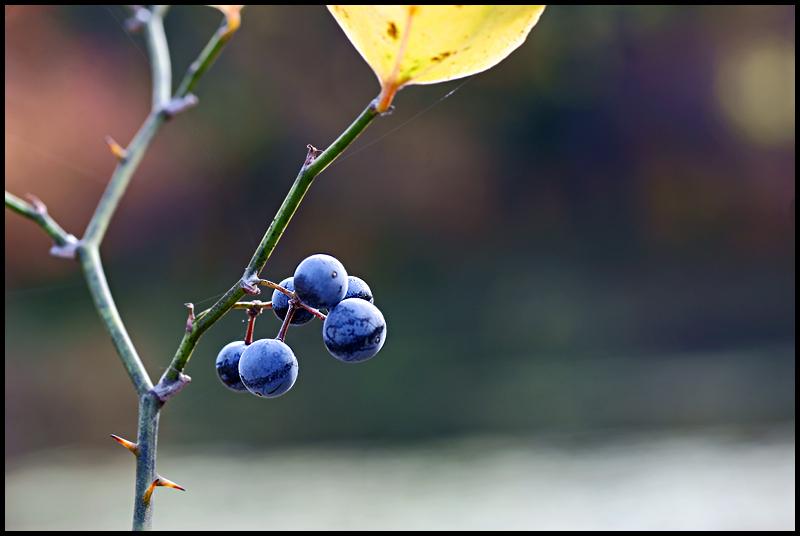 Last Berries of the Season