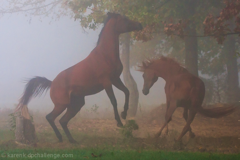 Duel in The Fog