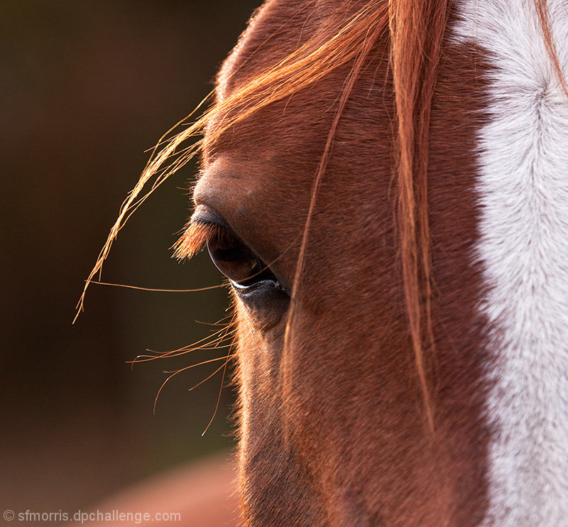 Equine Eye