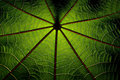 Illuminated
