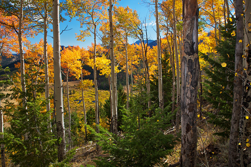 East view from within the Aspen Grove