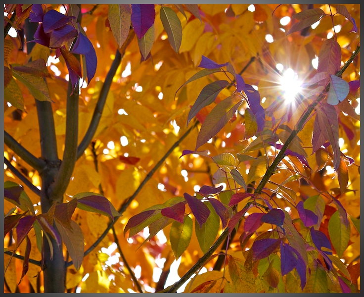 Sunburst Through Fall Colors