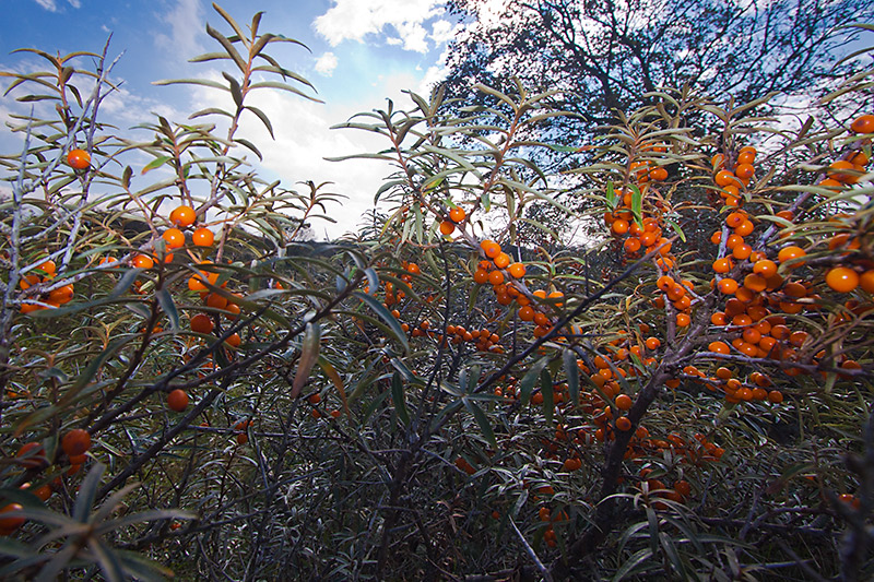 Sea-buckthorn