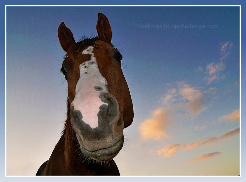 Portait with a horse