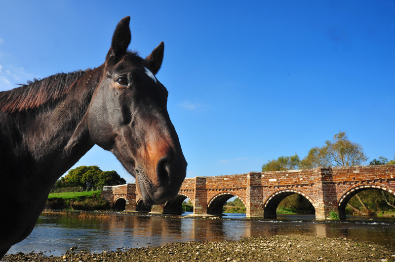 HorseBridge