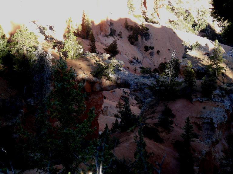 A Nature Bridge