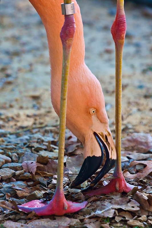 Yes, My Feet are Pink
