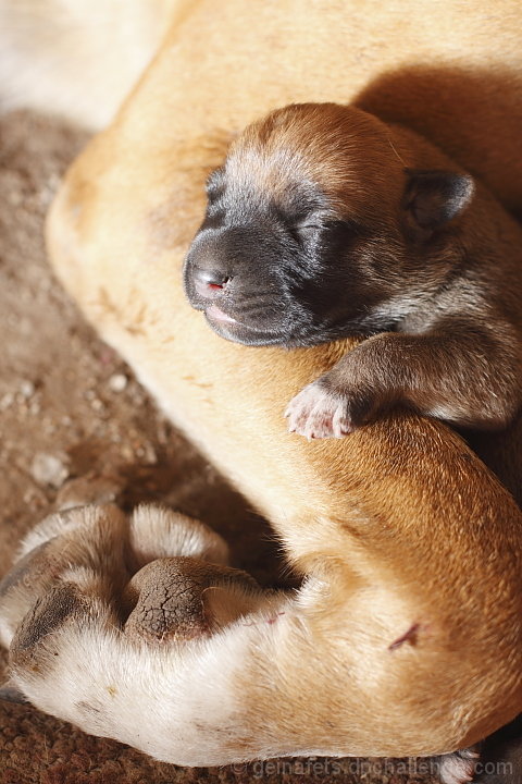 Cuddles