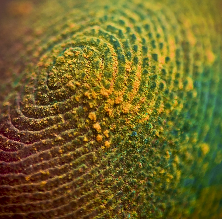 The artist's finger print