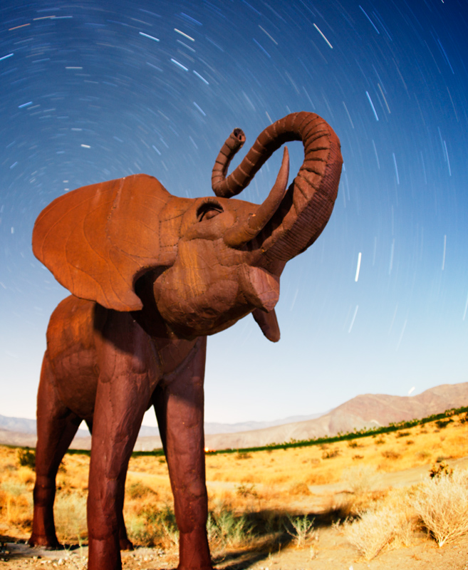 Trumpeting Elephant