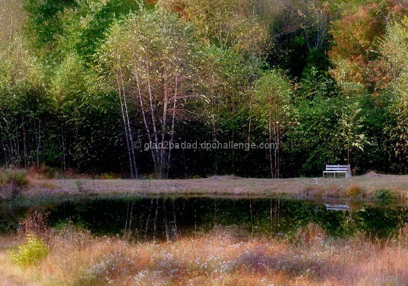A whispery chorus of crickets and bullfrogs, with a faint rustling of leaves.