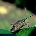 Stink bug- Ready for take off