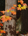 October Sunshine