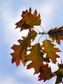 Mid-Day Oak Leaves