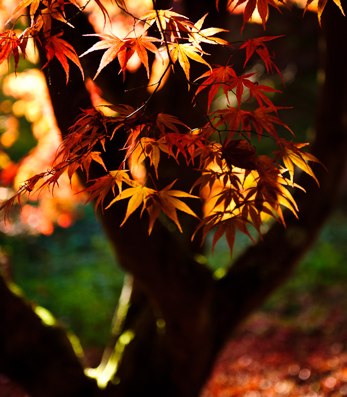 Light and Shade