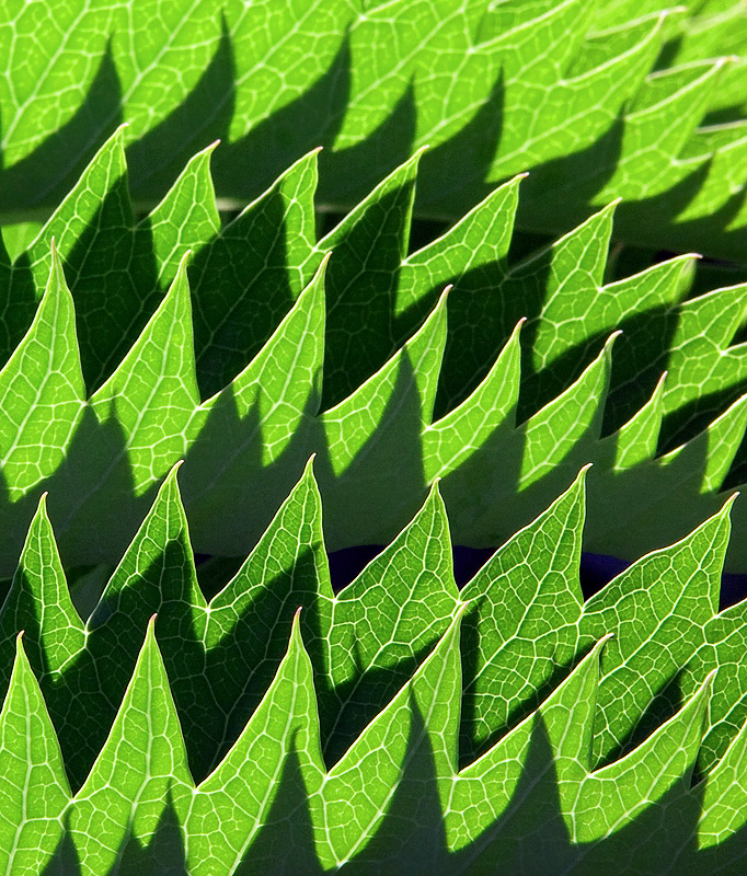 Serrated Shadows