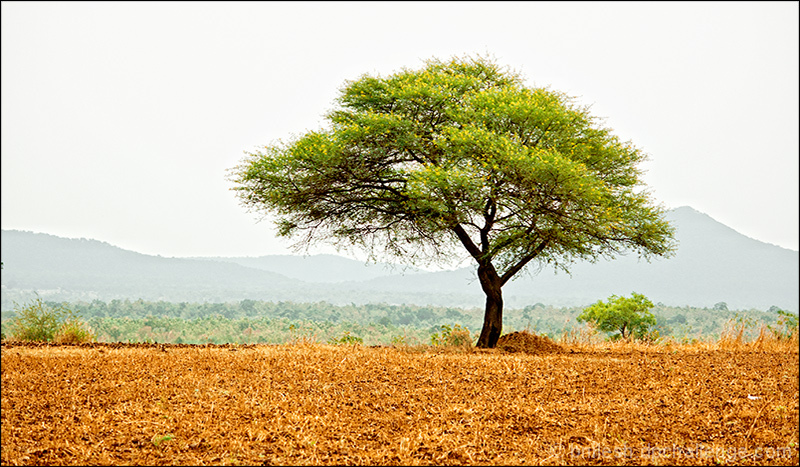 Afternoon Tree