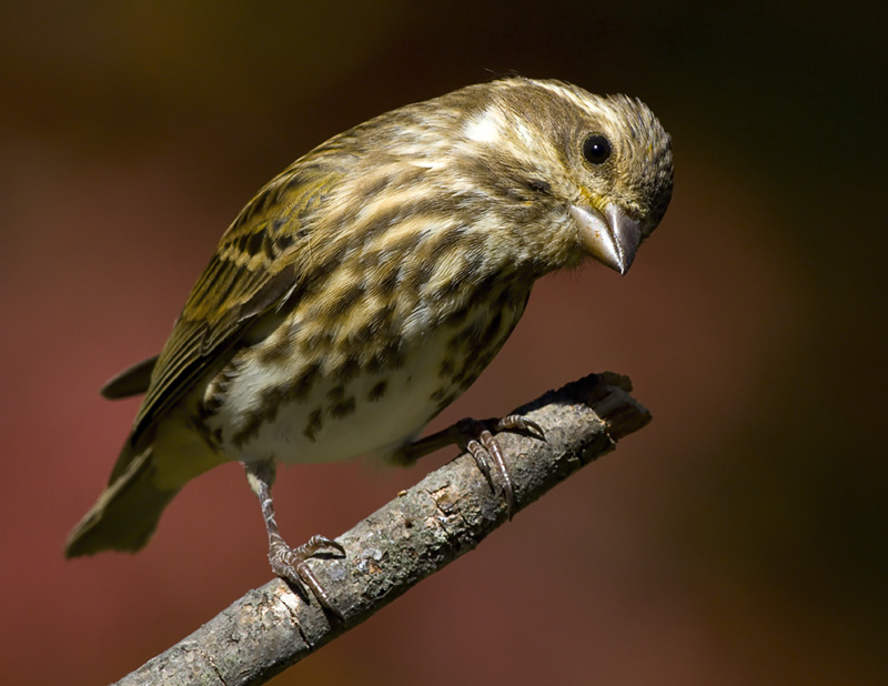 Female Purple Finch