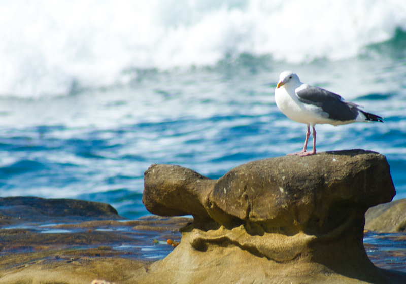 Bird on Rock