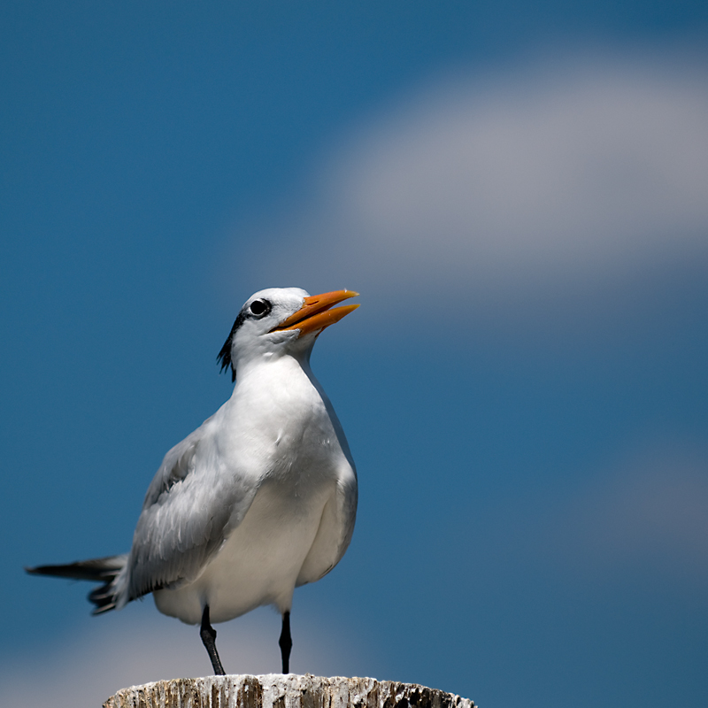 Perched